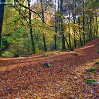 Buy canvas prints of Golden Autumn light at The Birks of Aberfeldy Scotland by Navin Mistry