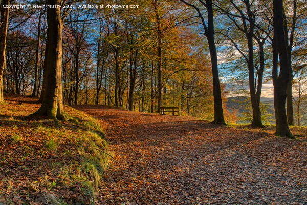 Autumn on Kinnoull Hill, Perth Scotland Picture Board by Navin Mistry