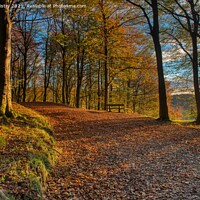 Buy canvas prints of Autumn on Kinnoull Hill, Perth Scotland by Navin Mistry