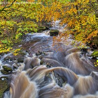 Buy canvas prints of The Moness Burn, Birks of Aberfeldy in Autumn by Navin Mistry