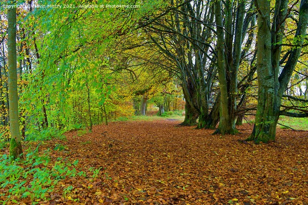 Birnam Walk seen in Autumn Picture Board by Navin Mistry
