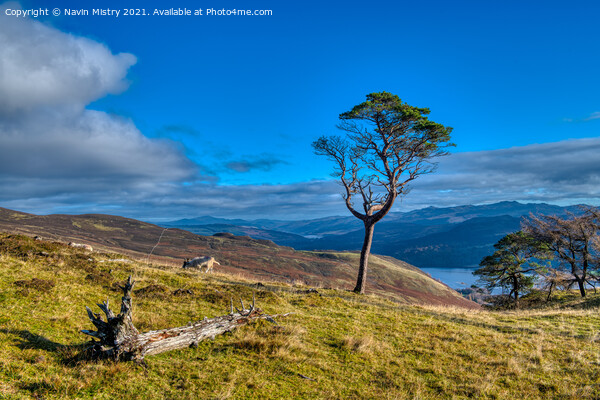 A lone scots pine tree  Picture Board by Navin Mistry