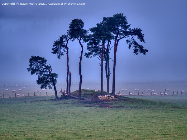 An Isolated Island of Pine Trees near Pitlochry Picture Board by Navin Mistry