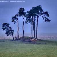 Buy canvas prints of An Isolated Island of Pine Trees near Pitlochry by Navin Mistry