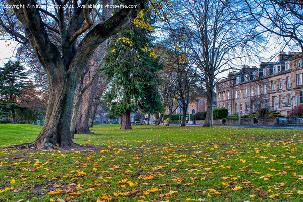 Autumn and the South Inch, Perth Scotland Picture Board by Navin Mistry