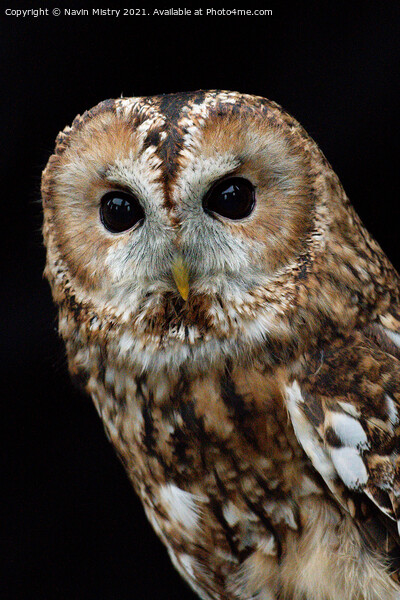 Portrait of a Tawny Owl Picture Board by Navin Mistry