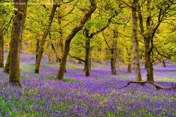 Bluebell Woods, Perthshire, Scotland Picture Board by Navin Mistry
