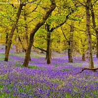Buy canvas prints of Bluebell Woods, Perthshire, Scotland by Navin Mistry