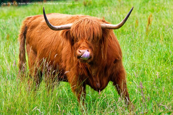 A highland cow sticks out its tongue ! Picture Board by Navin Mistry