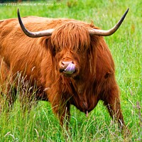 Buy canvas prints of A highland cow sticks out its tongue ! by Navin Mistry