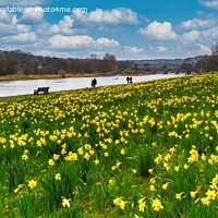 Buy canvas prints of A display of daffodils on the banks of the River Dee by Navin Mistry