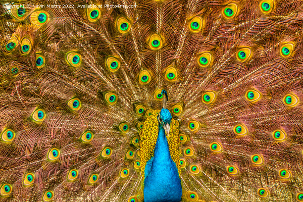 A Peacock displaying its train of feathers Picture Board by Navin Mistry