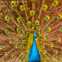 Buy canvas prints of A Peacock displaying its train of feathers by Navin Mistry