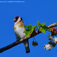 Buy canvas prints of A European Goldfinch  by Navin Mistry