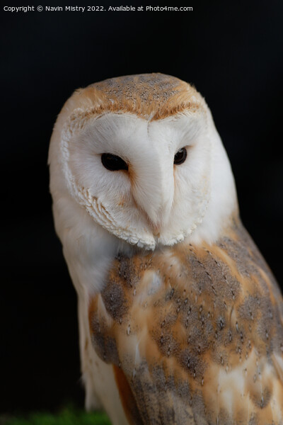 Portrait of a Barn Owl  Picture Board by Navin Mistry