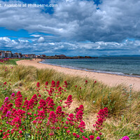 Buy canvas prints of Wild flowers and beach at Milsey Bay, North Berwick  by Navin Mistry