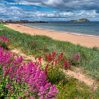 Buy canvas prints of Wild flowers and beach at Milsey Bay, North Berwick by Navin Mistry