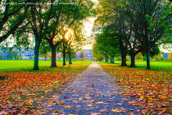 The South Inch, Perth in Autumn Picture Board by Navin Mistry
