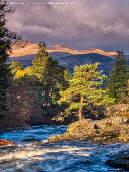 A lone Scots Pine Tree   Picture Board by Navin Mistry