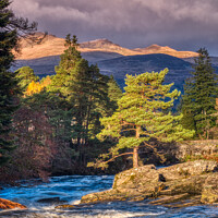 Buy canvas prints of A lone Scots Pine Tree   by Navin Mistry