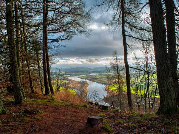 The River Tay seen from a clearing on Kinnoull Hill  Picture Board by Navin Mistry