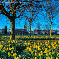Buy canvas prints of Spring Daffodils South Inch Park, Perth by Navin Mistry