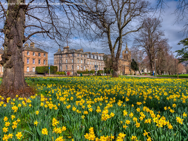 Spring Daffodils South Inch Park, Perth Picture Board by Navin Mistry