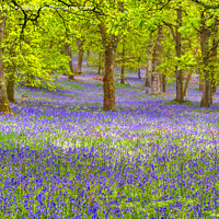 Buy canvas prints of Bluebell Woods, Perthshire by Navin Mistry