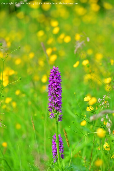Marsh Orchids in a summer meadow Picture Board by Navin Mistry
