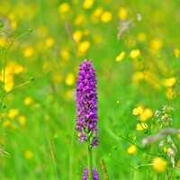Buy canvas prints of Marsh Orchids in a summer meadow by Navin Mistry