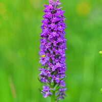 Buy canvas prints of Marsh Orchid by Navin Mistry