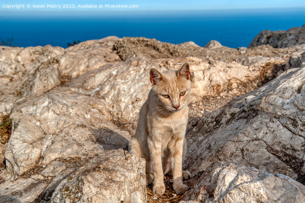 A feral cat near the summit of Penon de Ifac, Calpe Picture Board by Navin Mistry