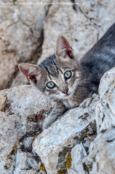 A feral kitten near the summit of Penon de Ifac, C Picture Board by Navin Mistry