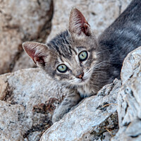 Buy canvas prints of A feral kitten near the summit of Penon de Ifac, C by Navin Mistry