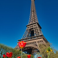 Buy canvas prints of Spring Flowers and the Eiffel Tower by Navin Mistry
