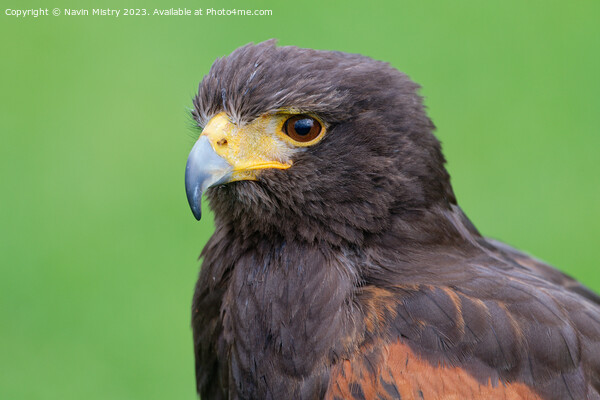 A close up of a Harris Hawk Picture Board by Navin Mistry