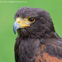 Buy canvas prints of A close up of a Harris Hawk by Navin Mistry