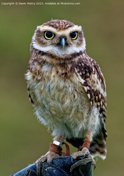 Close up of a Burrowing Owl Picture Board by Navin Mistry