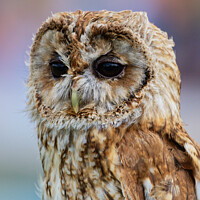 Buy canvas prints of A close up of a Barn Owl by Navin Mistry