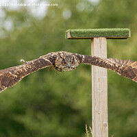 Buy canvas prints of European Eagle Owl in Flight by Navin Mistry