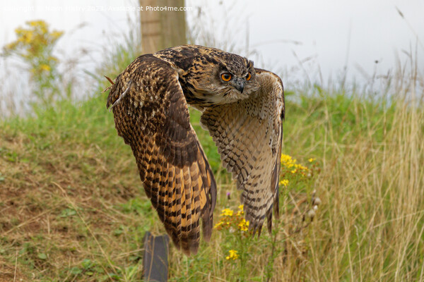 European Eagle Owl in Flight Picture Board by Navin Mistry