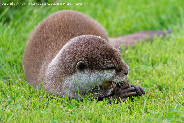 Asian Short Claw Otter Feeding Picture Board by Navin Mistry