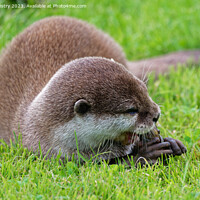Buy canvas prints of Asian Short Claw Otter Feeding by Navin Mistry