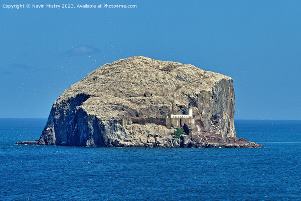 The Bass Rock near North Berwick Picture Board by Navin Mistry