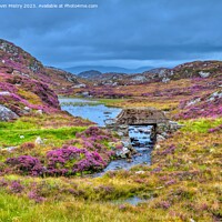 Buy canvas prints of A display of Heather Isle of Harris by Navin Mistry