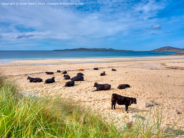 Nisabost Beach, Traigh Lar isle of Harris Picture Board by Navin Mistry