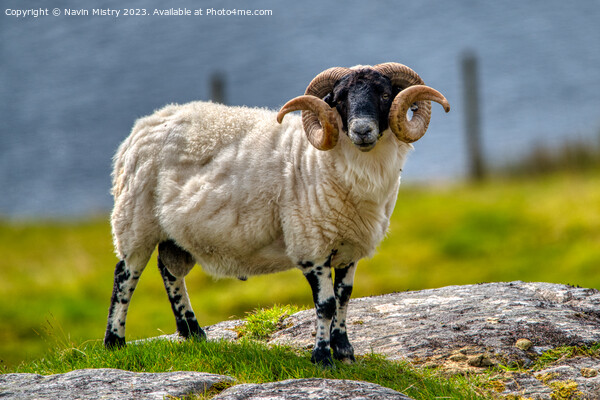 A Hebridean Ram, Isle of Harris Picture Board by Navin Mistry