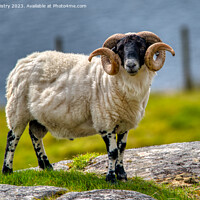 Buy canvas prints of A Hebridean Ram, Isle of Harris by Navin Mistry