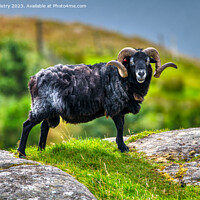 Buy canvas prints of A black Hebridean Ram  by Navin Mistry