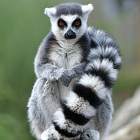 Buy canvas prints of Ring-Tailed Lemur by Navin Mistry